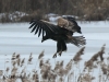 07-seeadler-jung-16-03-20130001