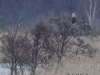 03-seeadler-20-03-20130001