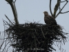 10-seeadler-20-03-20130001