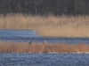 01-seeadler-23-03-20130001