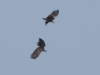 02-seeadler-23-03-20130001