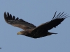 03-seeadler-23-03-20130001