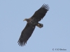 04-seeadler-23-03-20130001