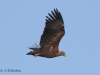 05-seeadler-23-03-20130001