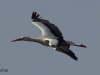 14-weissstorch-23-03-20130001