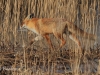 03-fuchs-25-03-20130001