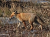 04-fuchs-25-03-20130001