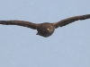 01-bussard-30-03-20130001