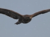 02-bussard-30-03-20130001