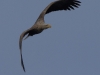 05-seeadler-alt-w-06-04-20130001