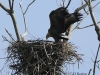 12-seeadler-paar-06-04-20130001