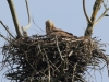 13-seeadler-paar-06-04-20130001