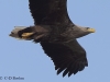 09-seeadler-08-04-20130001