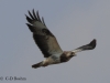 11-bussard-08-04-20130001