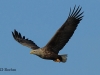 01-seeadler-15-04-20130001