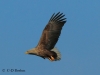 02-seeadler-15-04-20130001