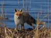 05-fuchs-15-04-20130001