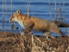 06-fuchs-15-04-20130001