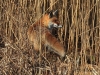 07-fuchs-15-04-20130001