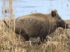 01-wildschwein-17-04-20130001