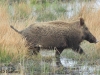 02-wildschwein-17-04-20130001