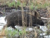 03-wildschwein-17-04-20130001