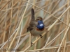 05-blaukehlchen-17-04-20130001