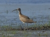 06-brachvogel-18-04-20130001