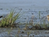 07-brachvogel-18-04-20130001