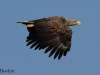 08-seeadler-20-04-20130001