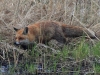 01-fuchs-22-04-20130001