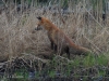 02-fuchs-22-04-20130001