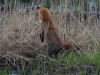 03-fuchs-22-04-20130001