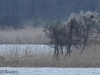 09-seeadler-22-04-20130001