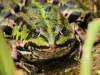 17-teichfrosch-25-04-20130001