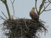 11-seeadler-27-04-20130001