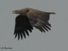 12-seeadler-27-04-20130001