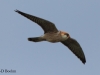 03-rotfussfalke-29-04-20130001