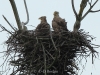 08-seeadler-08-05-20130001