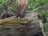 09-seeadler-10-05-20130001