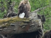 10-seeadler-10-05-20130001