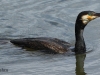 05-kormoran-12-05-20130001