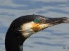 06-kormoran-12-05-20130001