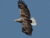 07-seeadler15-05-20130001