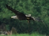 01-seeadler-23-05-20130001