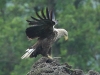 02-seeadler-23-05-20130001