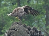 03-seeadler-23-05-20130001