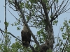 04-seeadler-23-05-20130001