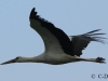 10-weissstorch-25-05-20130001