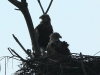 11-seeadler-25-05-20130001